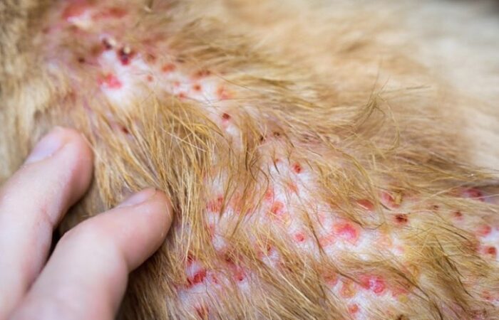 Cách trị ve rận cho chó