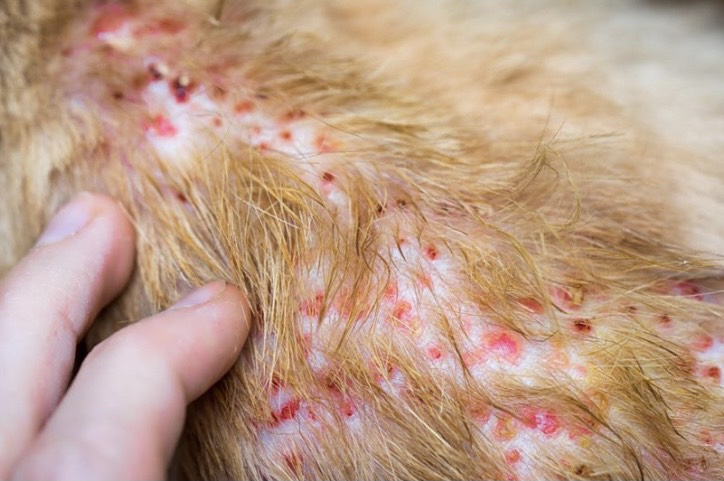 How to Treat Fleas and Ticks on Dogs