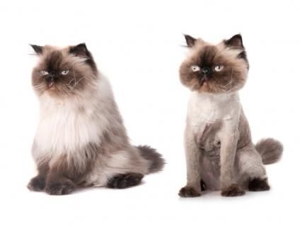 Cạo lông cho mèo tại BTM Pet Shop Bình Thạnh