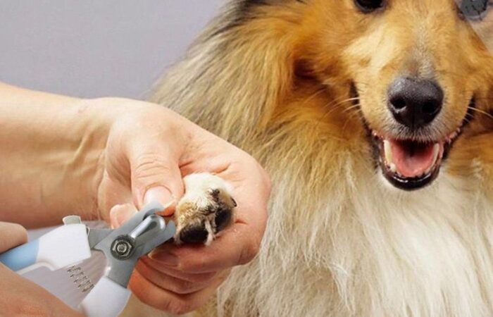 Cắt móng cho chó  tại BTM PET SHOP Bình Thạnh
