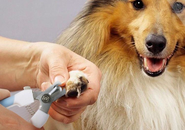 Dog Nail Trimming at BTM Pet Shop Bình Thạnh