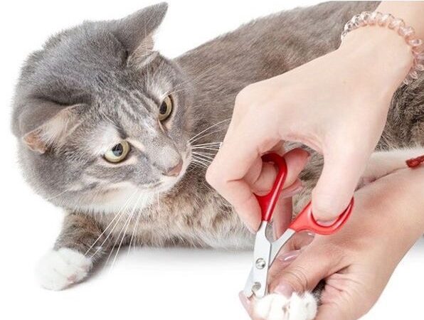 Cắt móng cho mèo tại BTM PET SHOP Bình thạnh