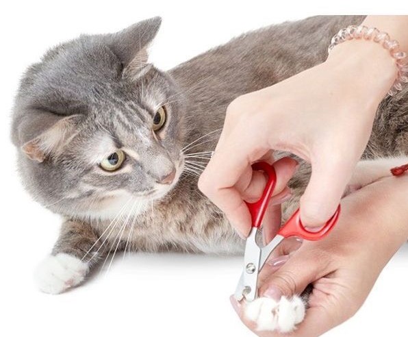Cat Nail Trimming at BTM Pet Shop Bình Thạnh