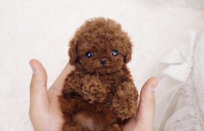 Có nên cạo lông máu cho poodle không ?