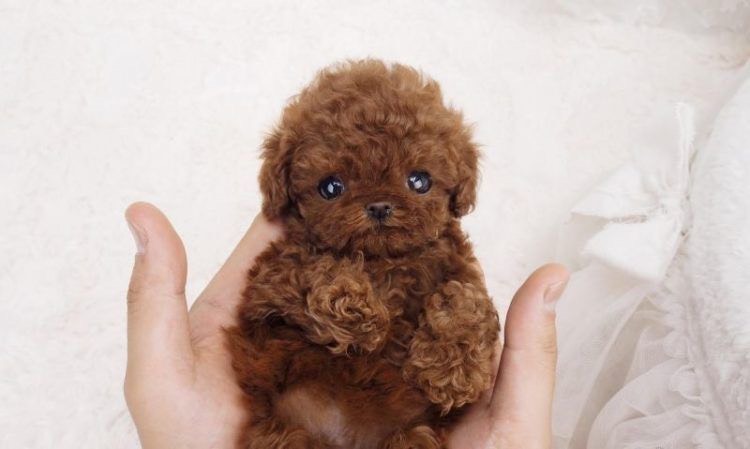 Should You Shave a Poodle’s Puppy Coat?