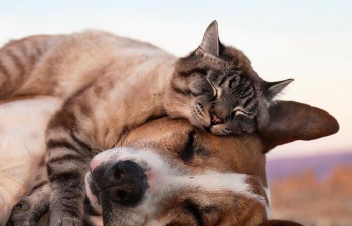 Quy trình chăm sóc chó mèo từ khi sơ sinh tới trưởng thành (12 tháng)