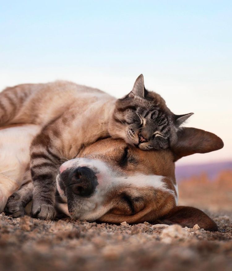 Caring for Dogs and Cats from Birth to 12 Months