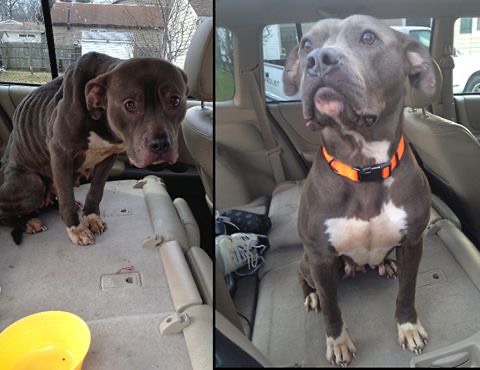 CÁCH TĂNG CÂN HIỆU QUẢ CHO CHÓ