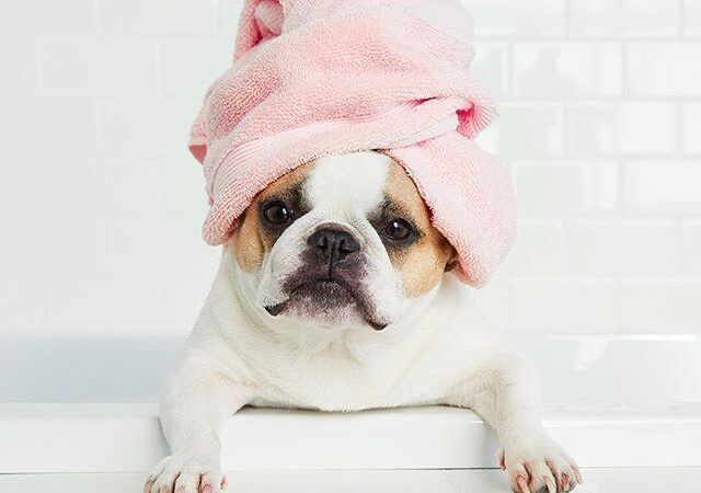 Dịch vụ tắm cho chó cưng tại BTM PET SHOP bình thạnh