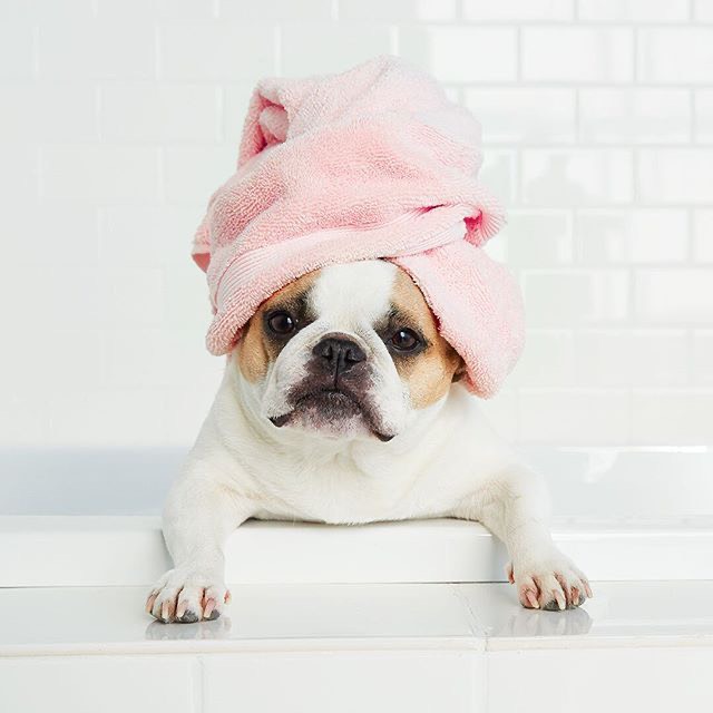 Dog Bathing at BTM Pet Shop Bình Thạnh