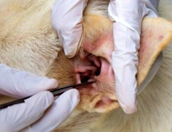 Vệ sinh tai cho chó