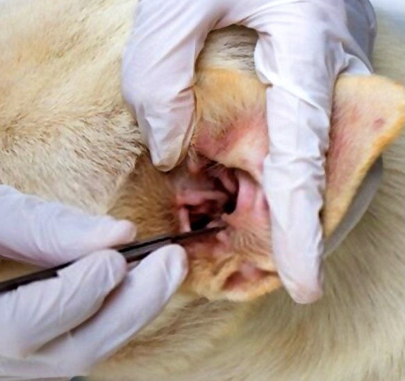 Vệ sinh tai cho chó