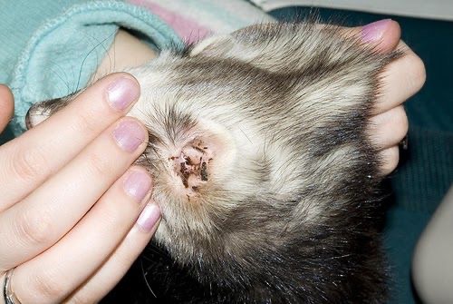 Vệ sinh tai cho mèo tại BTM Pet Shop Bình Thạnh