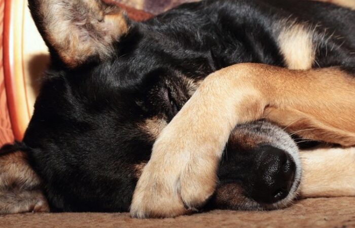 Vì Sao chó tắm rồi nhưng vẫn hôi