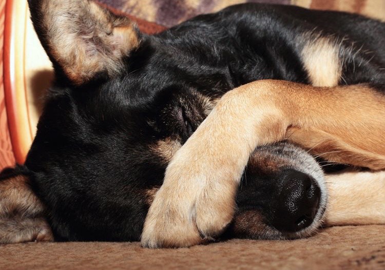 Vì Sao chó tắm rồi nhưng vẫn hôi