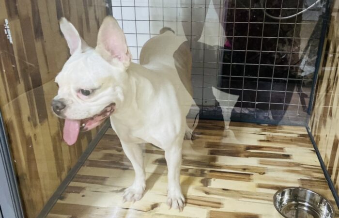  Shop Thú Cưng gần đây