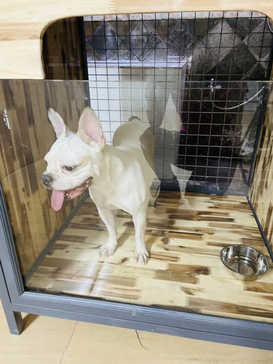 Finding a Pet Shop Near You