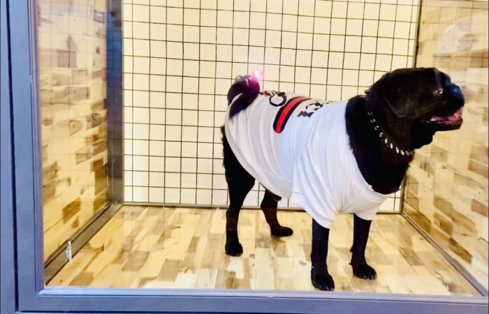 KHÁCH SẠN CHO CHÓ CƯNG  (DOG HOTEL)