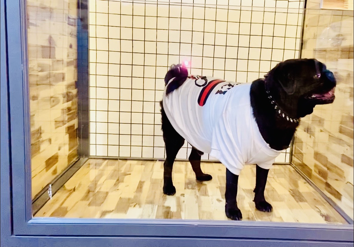A Hotel for Your Dog
