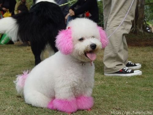 Nhuộm lông cho chó tại BTM Pet Shop Bình Thạnh