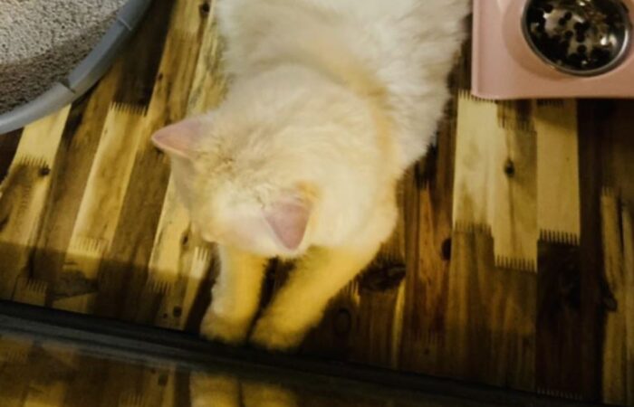 KHÁCH SẠN CHO MÈO CƯNG CỦA BẠN (CAT HOTEL)