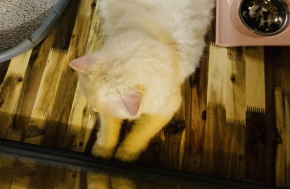 A Hotel for Your Cat