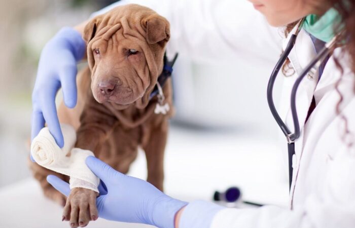 VẤN ĐỀ XƯƠNG KHỚP Ở CHÓ