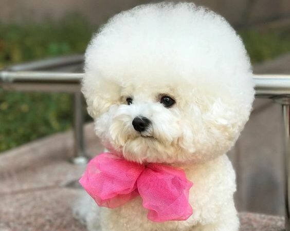 Chó Poodle
