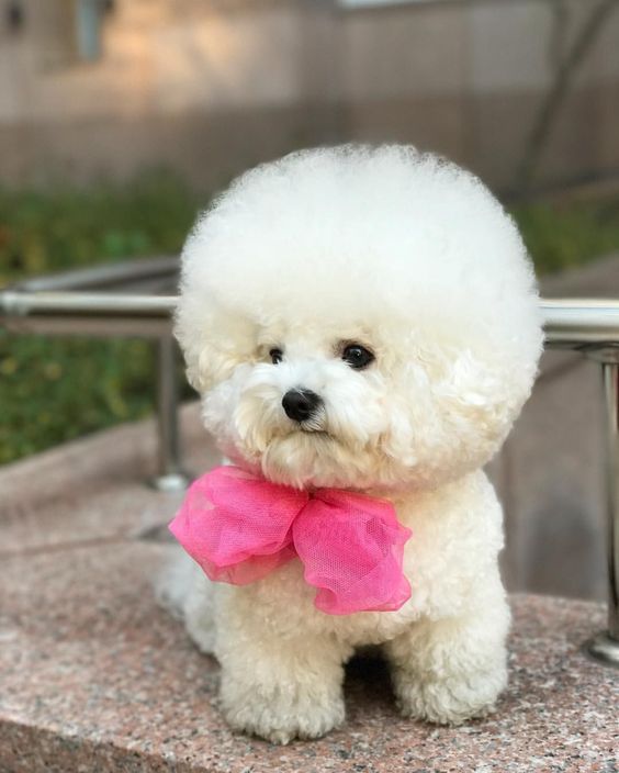 The Poodle