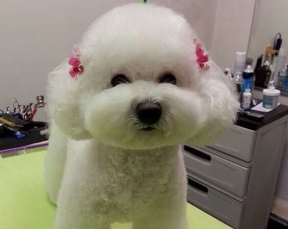 Học Cắt Tỉa Lông Chó