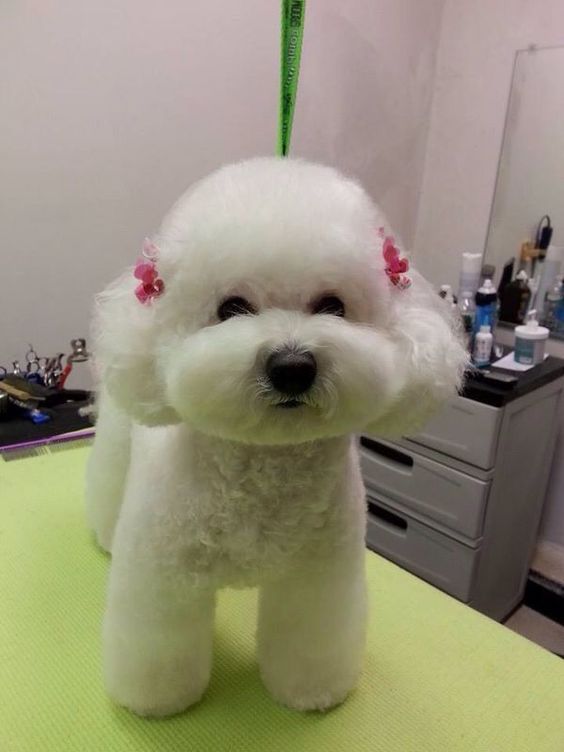 Dog Grooming Training