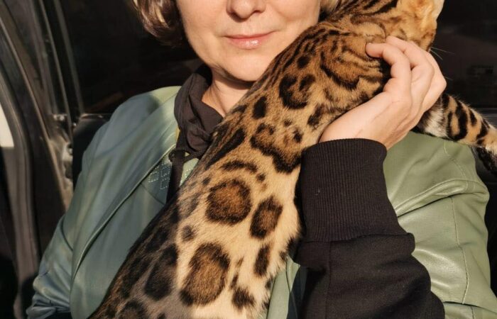 Mèo Bengal - Giá mua bán mèo Bengal tại TPHCM