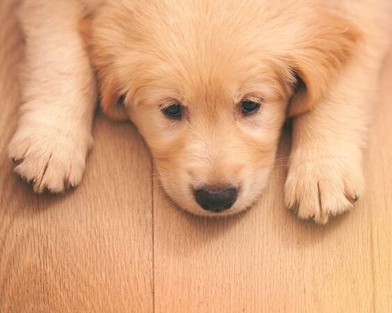 CÁC VẤN ĐỀ VỀ ĐƯỜNG RUỘT Ở CHÓ