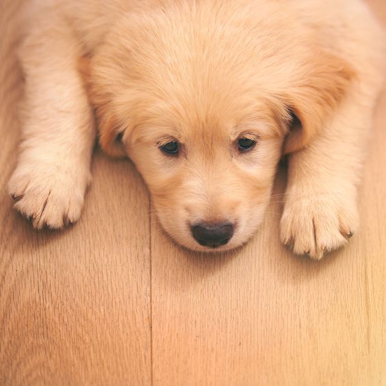 Digestive Problems in Dogs