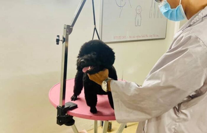 Học Làm Đẹp cho Thú Cưng Ở Đâu