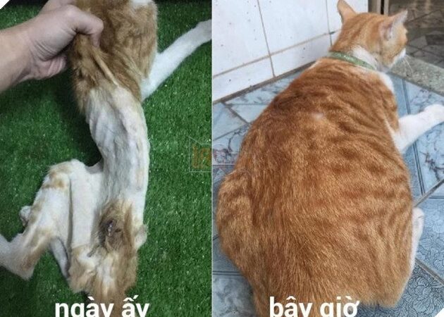 CÁCH TĂNG CÂN HIỆU QUẢ CHO MÈO