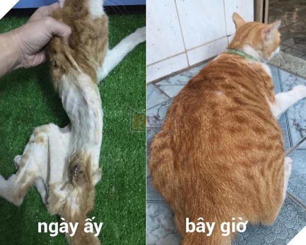 How to Help a Cat Gain Weight Safely