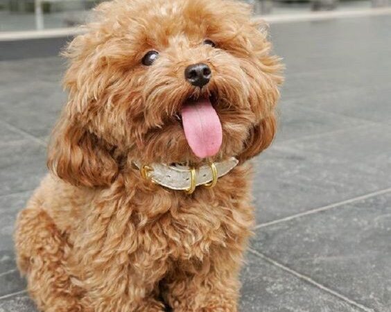 CHÓ NÊN ĂN GÌ ĐỂ CÓ MỘT BỘ LÔNG ĐẸP