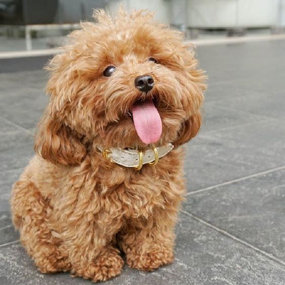 What Should Dogs Eat for a Healthy, Beautiful Coat?