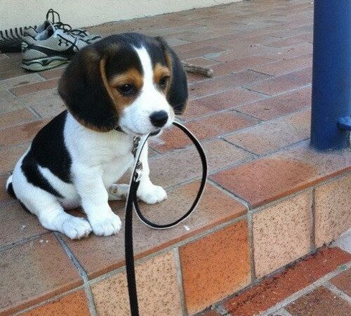 KHẢ NĂNG MIỄN DỊCH Ở CHÓ