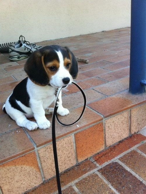 The Immune System in Dogs