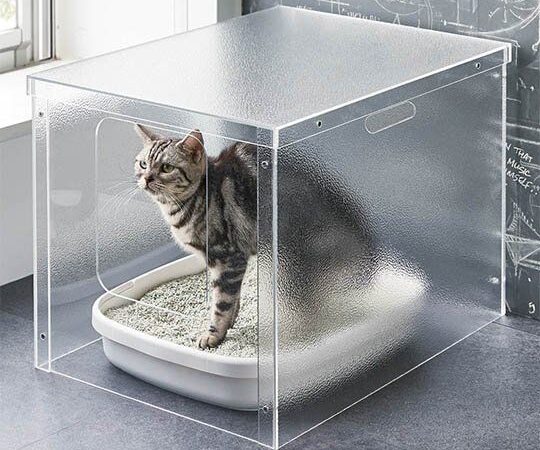 NHỮNG LOẠI CÁT DÀNH CHO MÈO