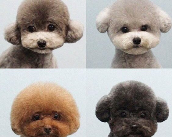 CÁC KIỂU CẮT TỈA CHO POODLE  