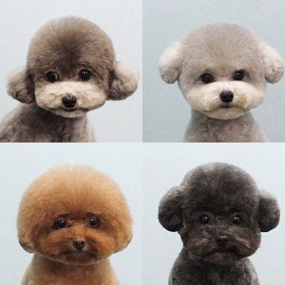 Poodle Grooming Styles