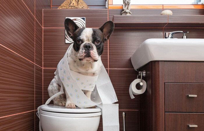 CÁCH DẠY CHÓ ĐI VỆ SINH VÀO KHAY Cửa Hàng Thú Cưng Tại Bình Thạnh