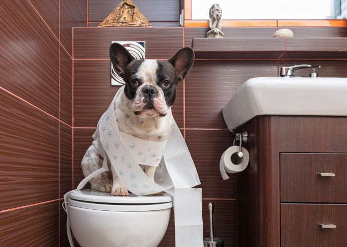 How to Train a Dog to Use a Toilet Tray