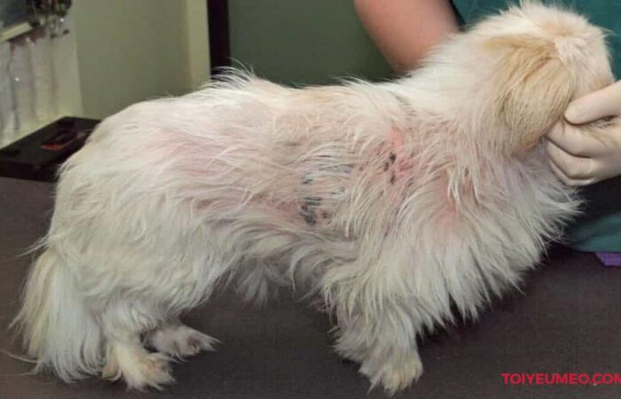 VẤN ĐỀ LÔNG – DA CỦA CHÓ