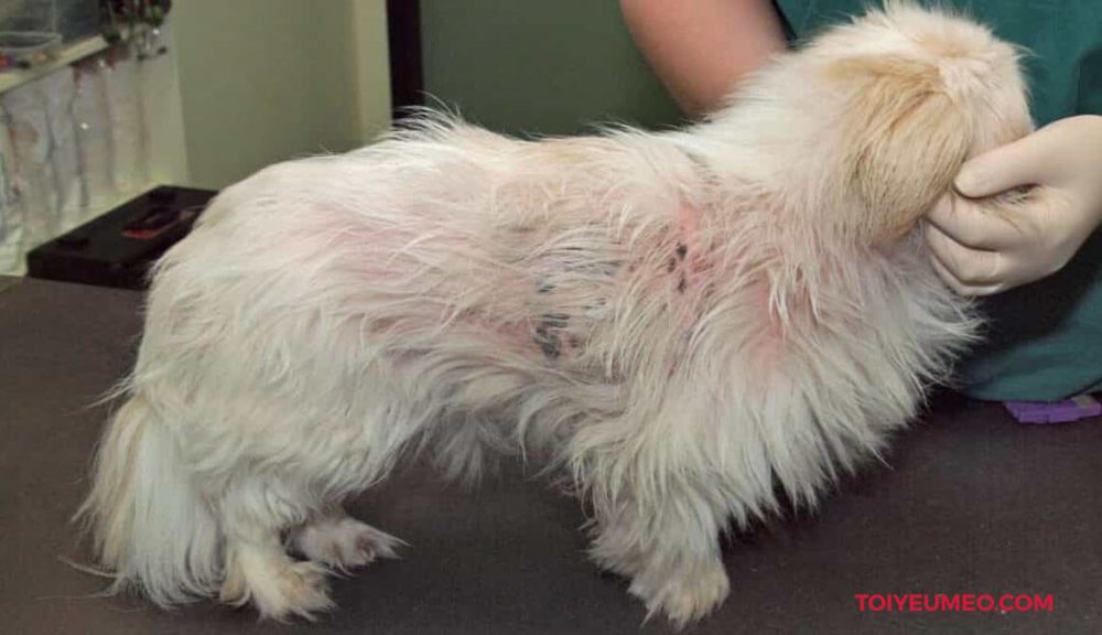 VẤN ĐỀ LÔNG – DA CỦA CHÓ