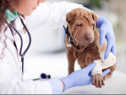 NHỮNG NGUYÊN NHÂN GÂY NÊN BỆNH LIỆT CHI Ở CHÓ