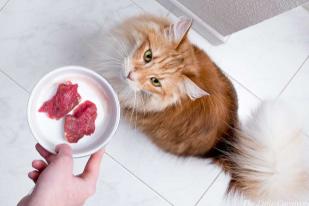  CHẾ ĐỘ ĂN CHÍN TỐT HƠN ĂN SỐNG